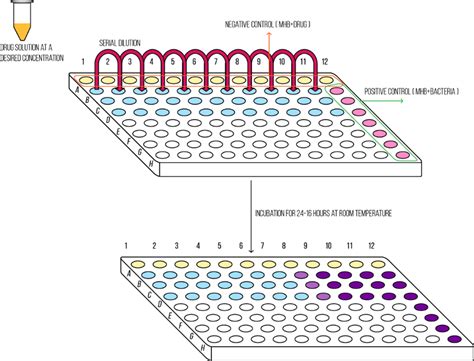 A Schematic Representation Of The Microdilution Method Used For