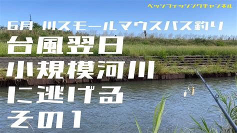 【バス釣り】6月川スモールマウスバス釣り『台風翌日小規模河川に逃げる その1』【スモールマウスバス】 Youtube