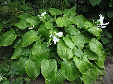 Hosta plantaginea - Изображение особи - Плантариум