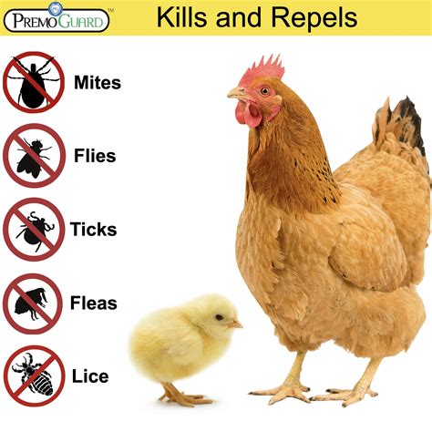 Chicken Fleas