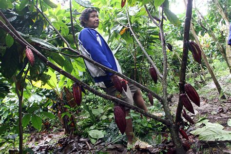 Holanda Es Principal Comprador Del Grano De Cacao Exportado Por Per A