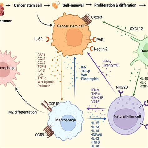 The Crosstalk Between Cancer Stem Cells Cscs And Immune Cells In The