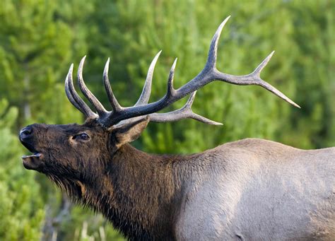 10 Fascinating Facts About Elk