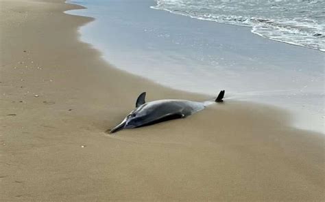 Sabaudia Rinvenuto Un Delfino Morto Sulla Spiaggia Temporeale