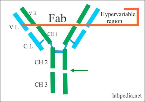 Chapter Immunological Antigen And Antibody Reactions Monoclonal