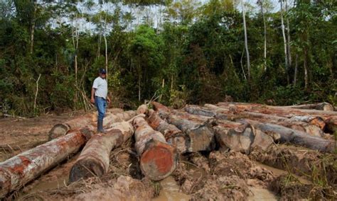 Alertan Sobre Casos De Deforestación En La Amazonía Peruana Inforegion