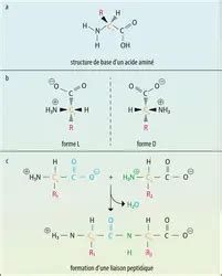 AMINOACIDES ou ACIDES AMINÉS Propriétés physico chimiques des acides