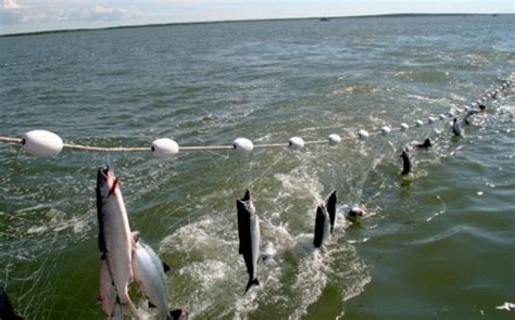 Mengenal Jenis Alat Penangkap Ikan Yang Direkomendasikan Fao Mediatani