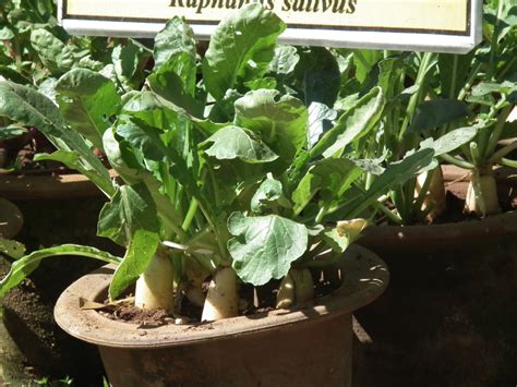 Cómo Cultivar Rábano Orgánico en tu Casa Vía Orgánica