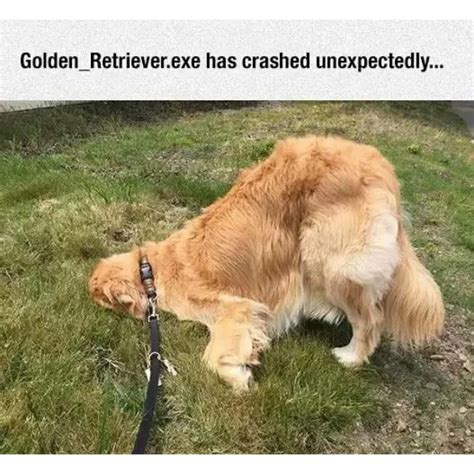 10 Golden Retriever Memes to Celebrate National Golden Retriever Day