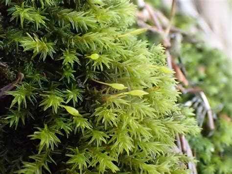 Yellow Fringe Moss Bryophyta Mosses Of Vancouver Island INaturalist