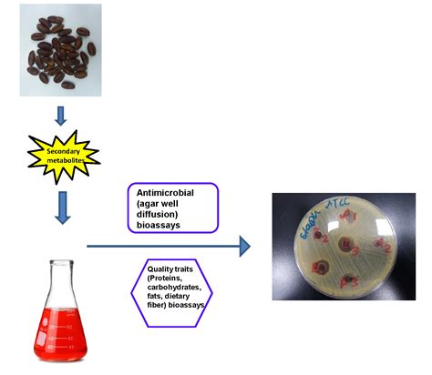 Plants Free Full Text Phenolic Composition And Antimicrobial