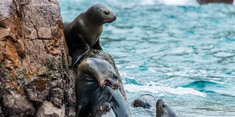 Tour Islas Ballestas Y Reserva Nacional De Paracas Sam Travel Experiences