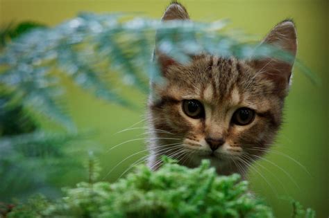 Mon chat et moi la grande aventure de Rroû La Ferme du Buisson