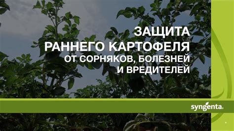 Защита раннего картофеля от сорняков, болезней и вредителей! - YouTube