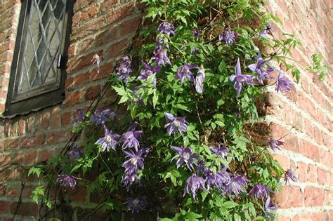 Clematis Macropetala