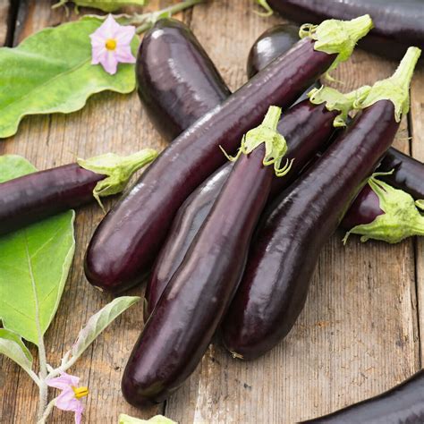 Auberginenpflanze T Rkische Aubergine Veredelt Online Kaufen Bei