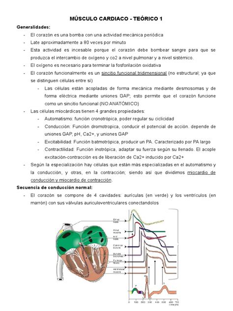 Musculo Cardiaco | PDF