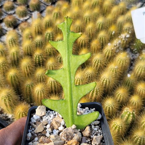 Selenicereus Anthonyanus Fishbone Cactus Fish Bone Ornamental Plants