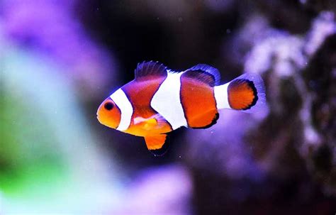 Clownfish | Facts + Appearance + Habitat | - Science4Fun