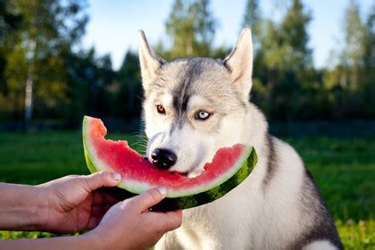 L alimentation du husky sibérien