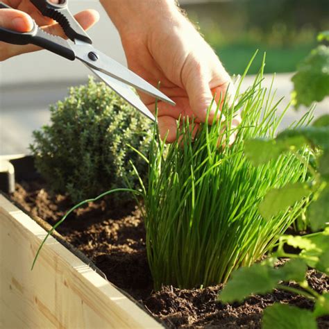 Ciboulette plantation planter de la ciboulette en pot PRÊT A JARDINER