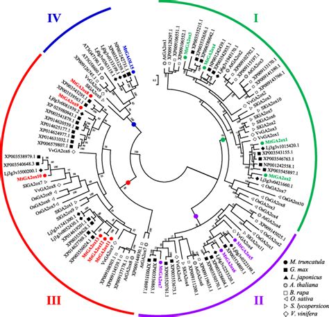 Schematic Representation Of Gibberellin Biosynthesis Pathway And