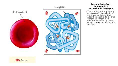 Oxygen Transport Association And Dissociation Factors That Affect