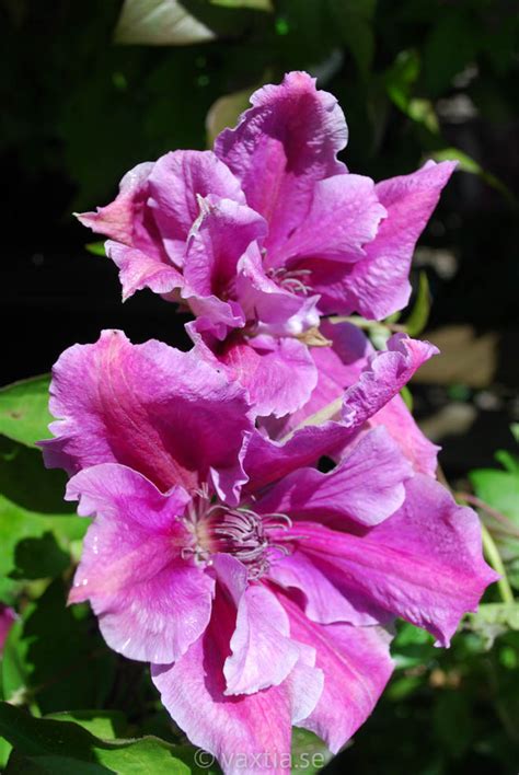 Växtia » Clematis ’Girenas’