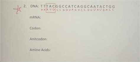 Solved Transcribe The Following DNA Strand Into MRNA And Chegg