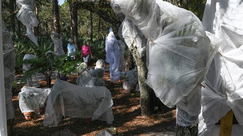 How to protect Florida plants in cold weather