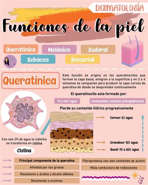 Funciones De La Piel Andrea Mu Oz Udocz