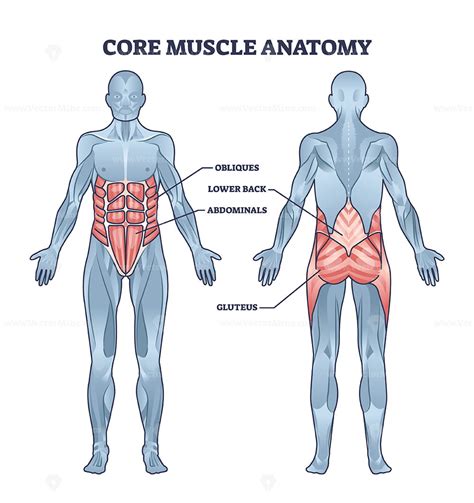 Core muscle anatomy with obliques, abdominals and gluteus outline diagram - VectorMine