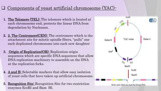 Artificial chromosome I Bacterial Artificial Chromosome I Yeast ...