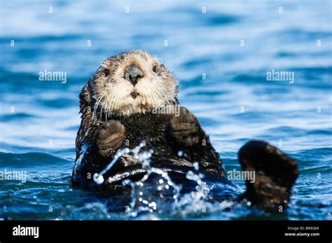 Sea otter swimming Stock Photo - Alamy