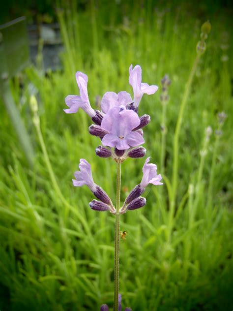 Sich Entwickeln Primitive W Ssrig Lavandula Angustifolia Tee Verbringen