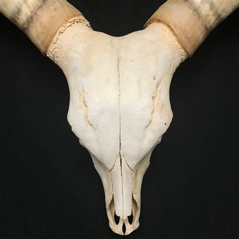 Stunning Watusi skull, fabulous horns, available for purchase at natur