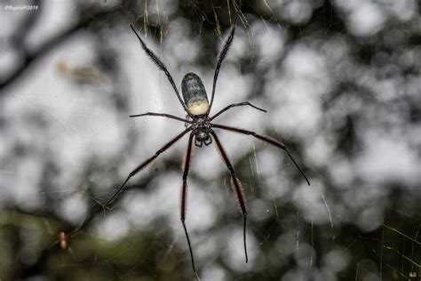 Hairy Golden Orb Weaving Spider From Cangandala Angola On April 20