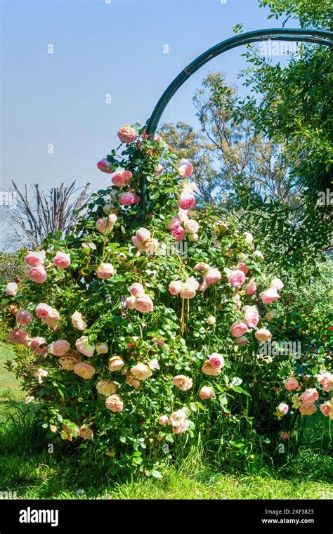 Pierre De Ronsard Climbing Rose Bush Stock Photo Alamy