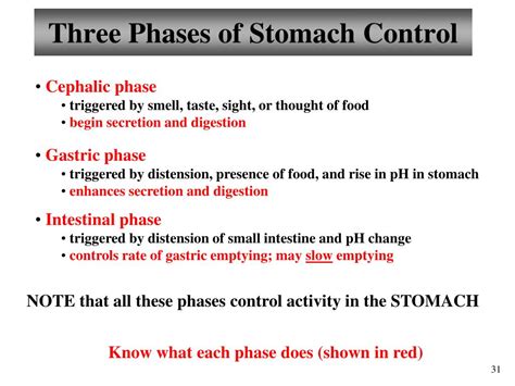 Ppt Chapter 23 Digestive System Lectures 9 And 10 Powerpoint