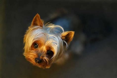 13 Things You Need To Know About The Teacup Yorkie - Your Dog Advisor