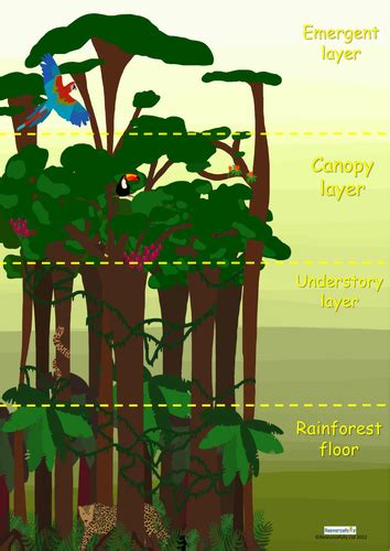 Rainforest Layers Poster | Teaching Resources