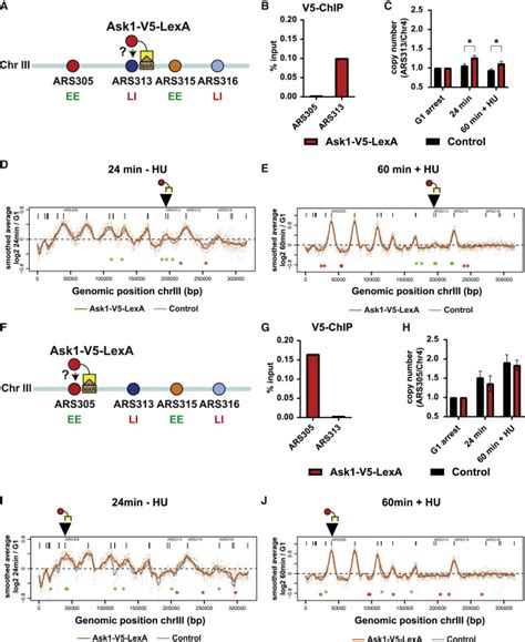 Single Copy Locus Proteomics Of Early And Late Firing DNA Replication