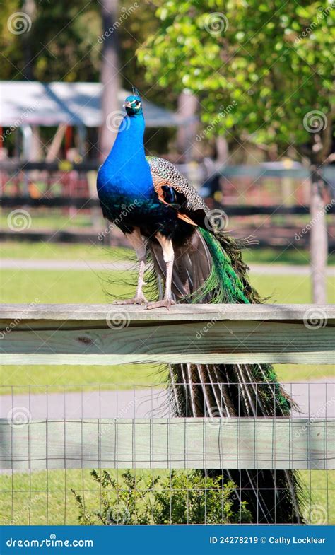 Proud Peacock Perched On A Fence Stock Image Image Of Colorful Plume