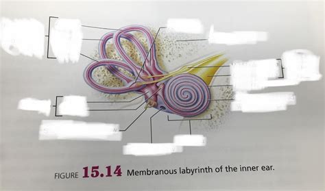 Membranous Labyrinth Of The Inner Ear Diagram Quizlet