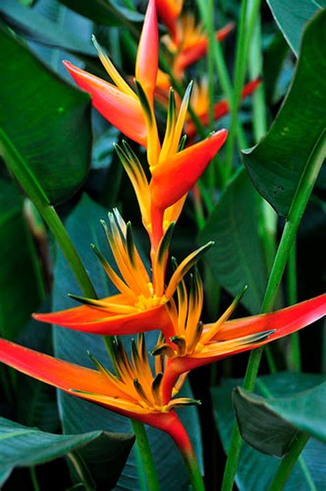 Heliconia Exotic Tropical Plant Rhizomes Psittacorum X Spathocicinata ...