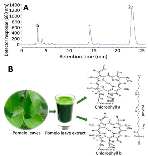 Chlorophyll In Plants Diagram