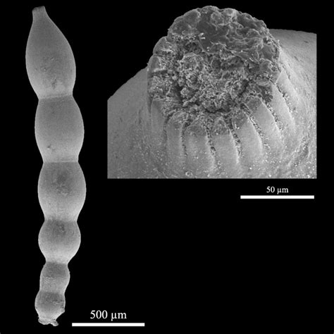 Dentalina Acuticauda Kobrow None Chattian Oligocene Paleogene