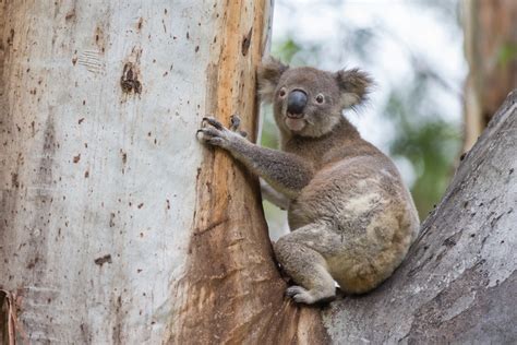 Koala Care Up Close | Sierra Club