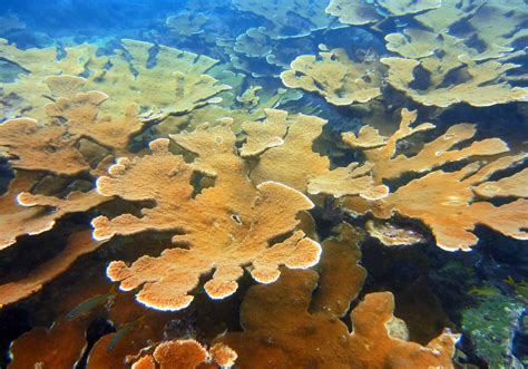 Puerto Rico Coral Reef Volunteer Program Oceanic Society